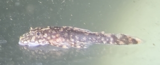 Ancistrus sp. `WABENMUSTER`